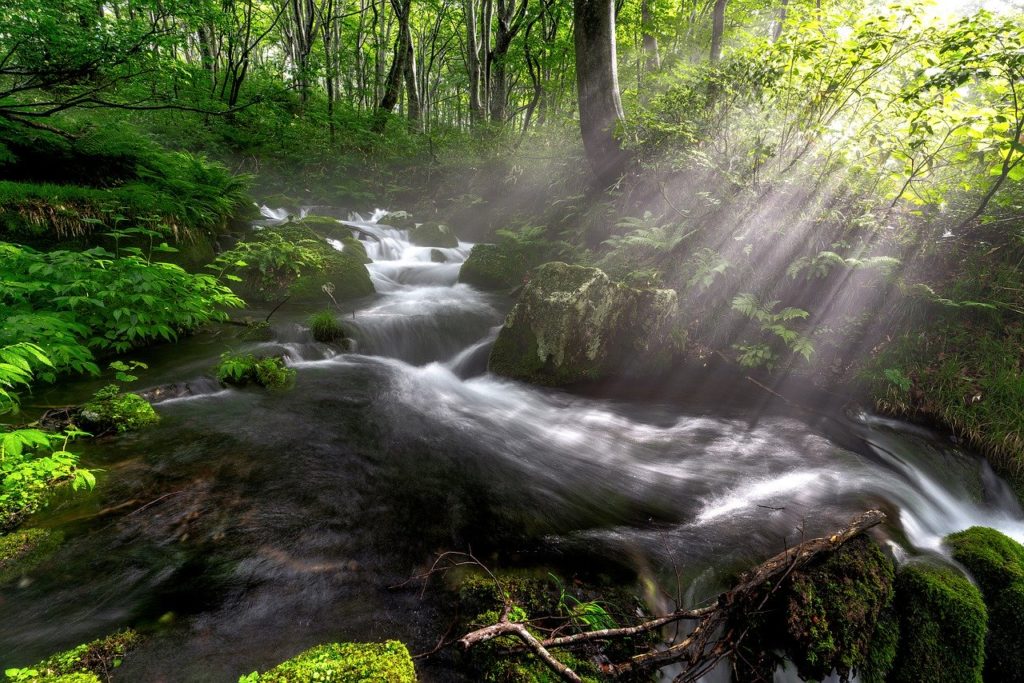 brook, torrent, beech forest