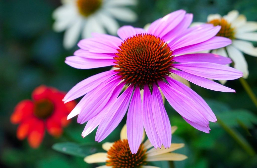 flowers, petals, leaves