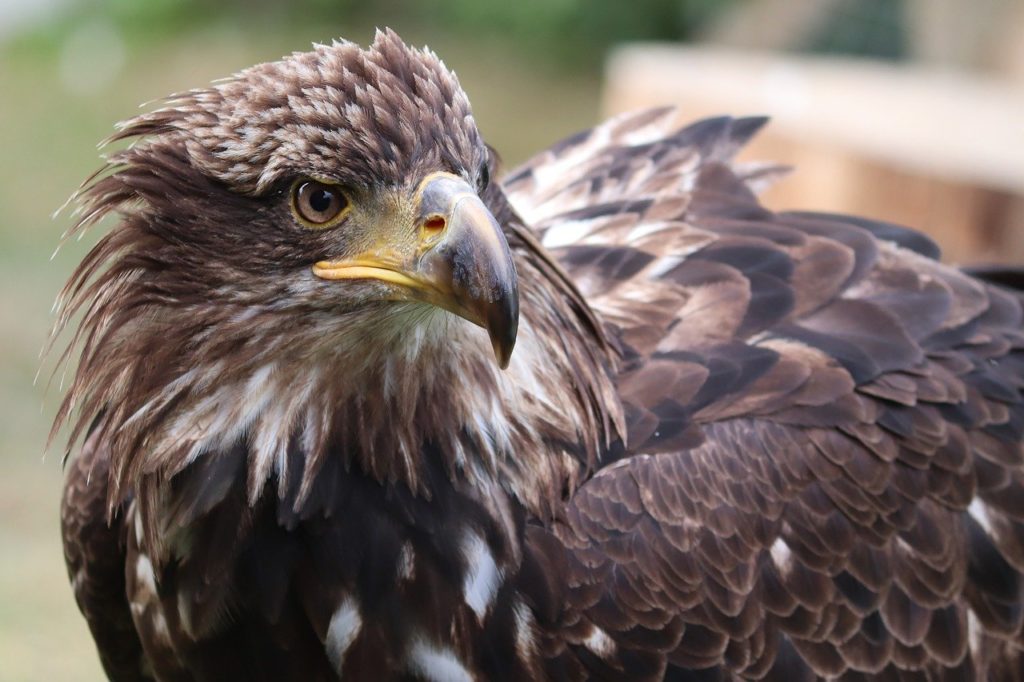 golden eagle, eagle head, adler